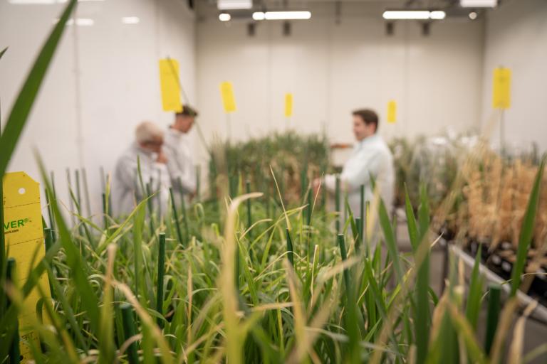 Grasses grow in an artificial bed, with scientists observing in the background.